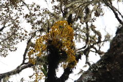 Dendrophorbium