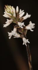 Microchilus
