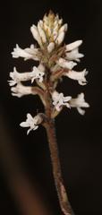 Microchilus