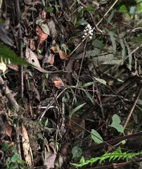 Microchilus