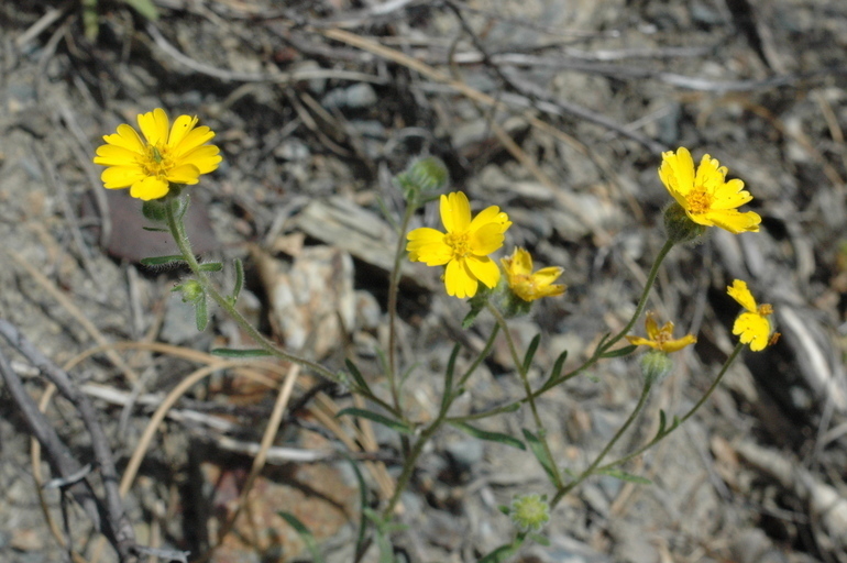 Niles' tarweed