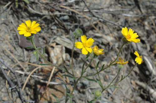 serpentine tarweed (Harmonia doris-nilesiae)