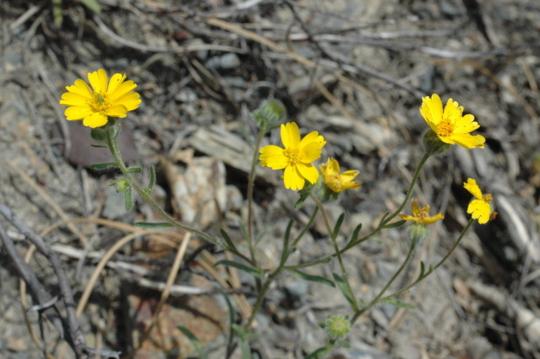 Harmonia doris-nilesiae