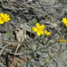 Niles' Tarweed - Photo (c) 2007 Dean Wm. Taylor, Ph.D., some rights reserved (CC BY-NC-SA)