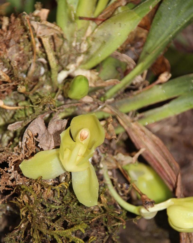 Stenia angustilabia