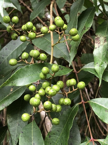Toxicodendron striatum, photograph 5