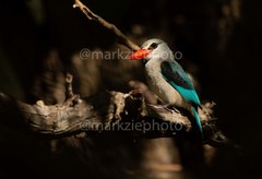 Halcyon senegaloides