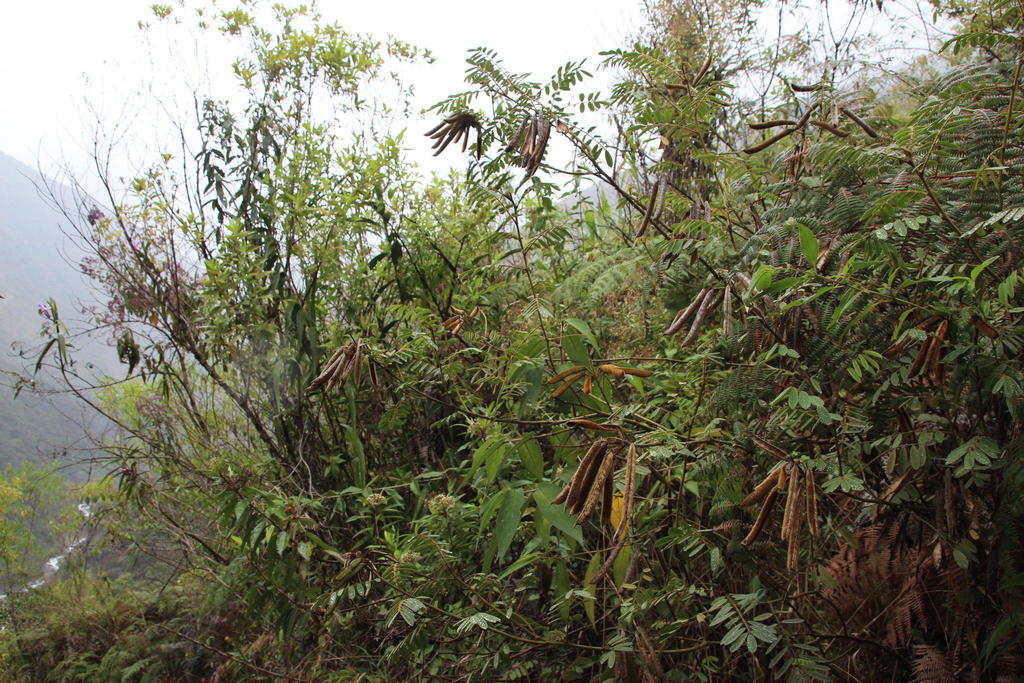 Apurimacia