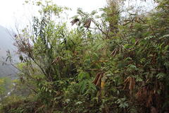 Apurimacia boliviana