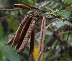 Apurimacia boliviana