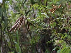 Apurimacia boliviana