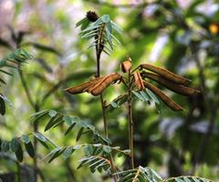 Apurimacia boliviana