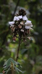 Apurimacia boliviana