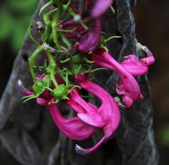 Centropogon urubambae