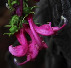 Centropogon urubambae