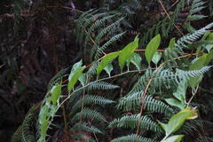 Centropogon urubambae