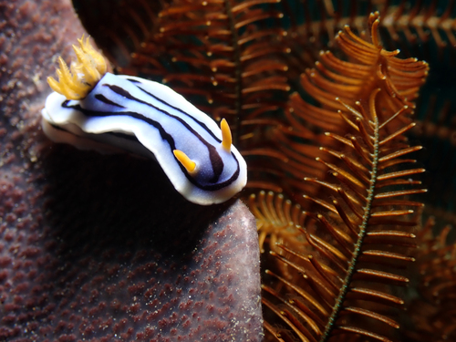 Loch's Chromodoris