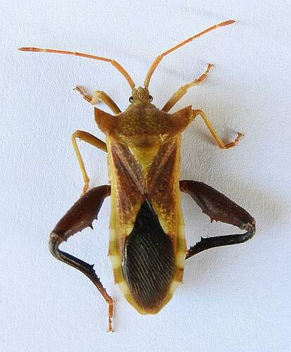 Mozena arizonensis Ruckes, 1955