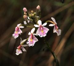 Epidendrum calanthum