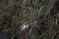 Epidendrum calanthum