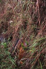 Epidendrum calanthum