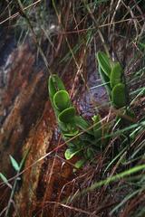 Epidendrum calanthum