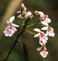 Epidendrum calanthum