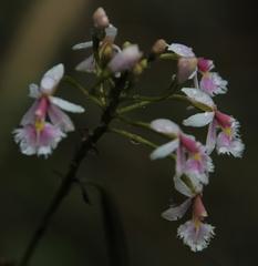 Epidendrum calanthum