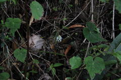 Microchilus