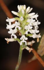 Microchilus