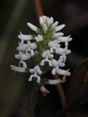 Microchilus
