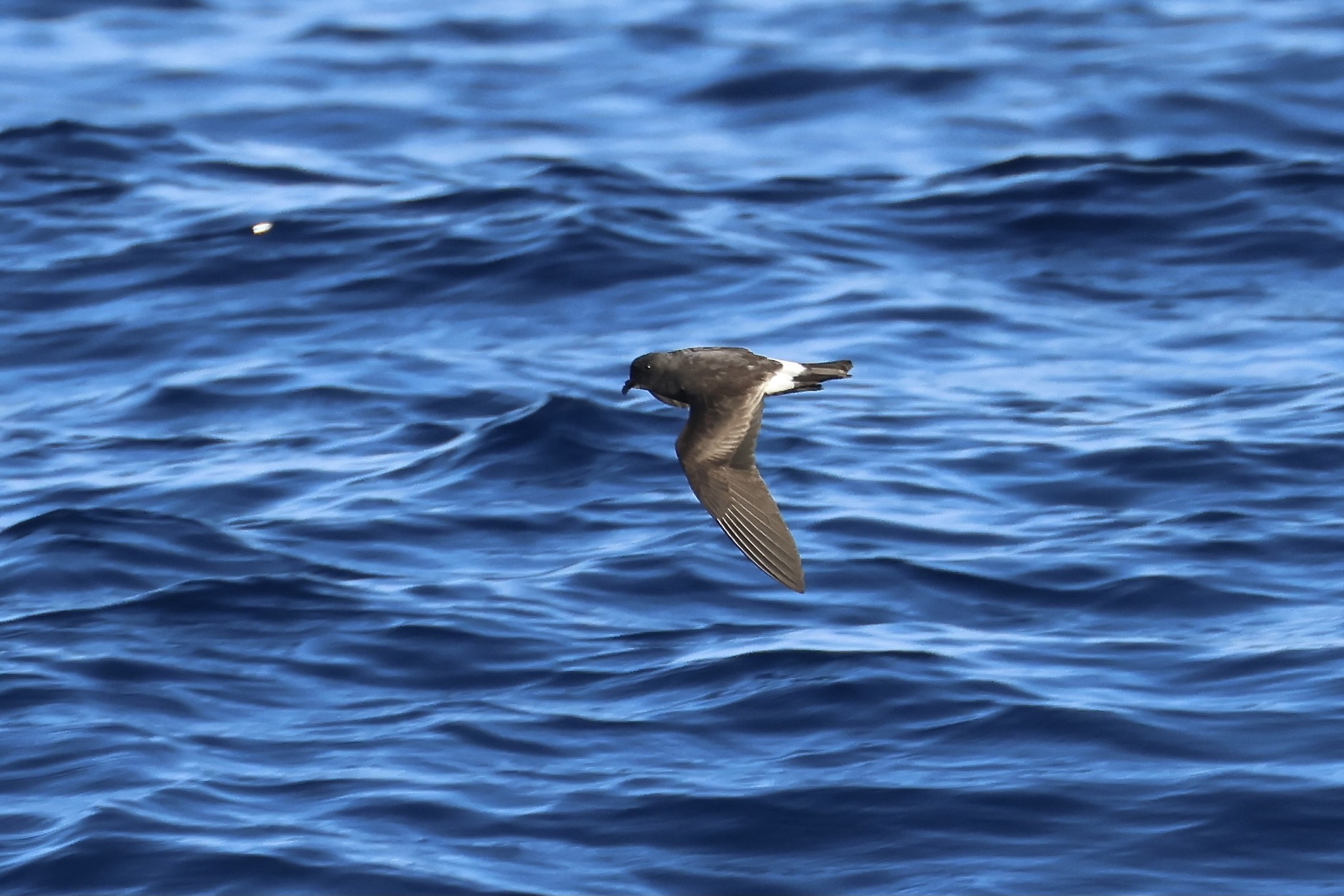 Band-rumped Storm-Petrel (Hydrobates castro)