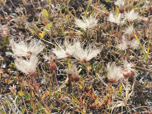 Entireleaf Mountain-Avens