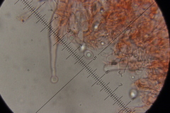 Lyomyces sambuci