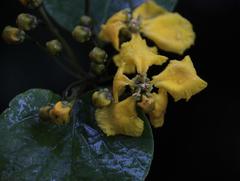 Stigmaphyllon cuzcanum