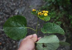 Stigmaphyllon cuzcanum