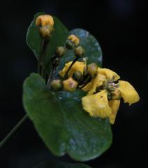 Stigmaphyllon cuzcanum