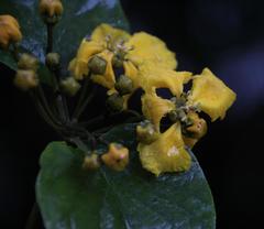 Stigmaphyllon cuzcanum