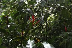 Heliconia subulata