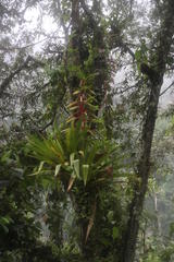 Tillandsia fendleri