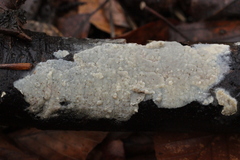 Radulomyces confluens