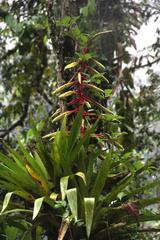 Tillandsia fendleri