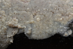 Radulomyces confluens