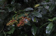 Palicourea thyrsiflora