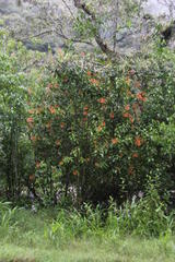 Palicourea thyrsiflora