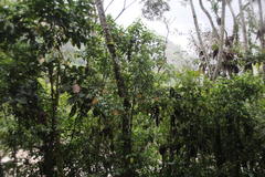 Palicourea thyrsiflora