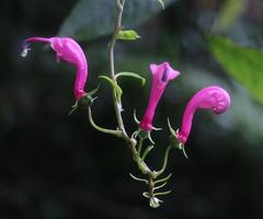 Centropogon urubambae