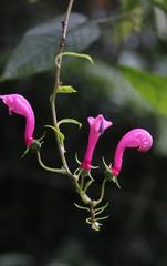 Centropogon urubambae