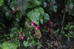 Begonia bracteosa