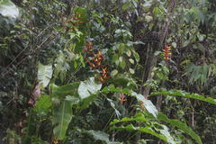 Heliconia subulata